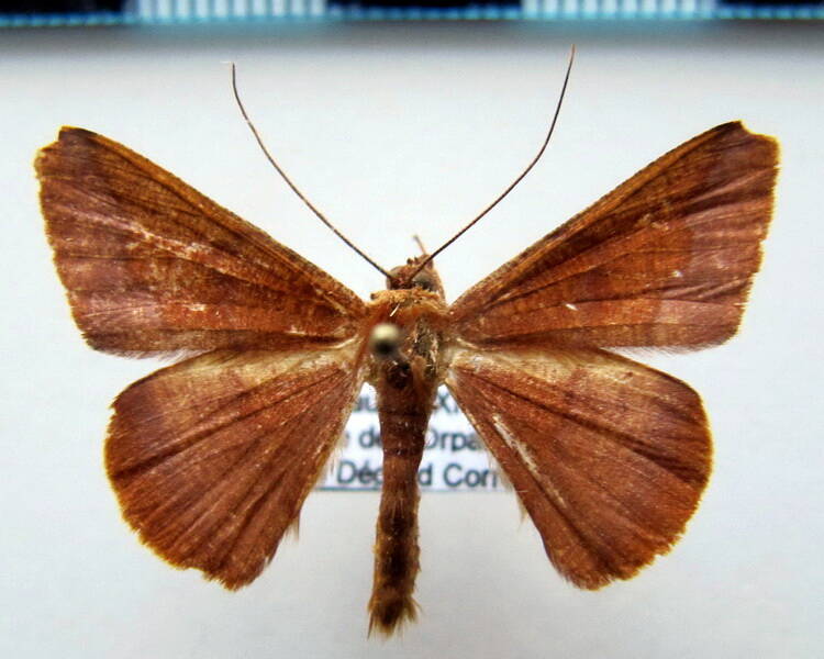 geometridae_gf_sp-56-standard.jpg