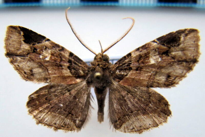geometridae_gf_sp-57-standard.jpg