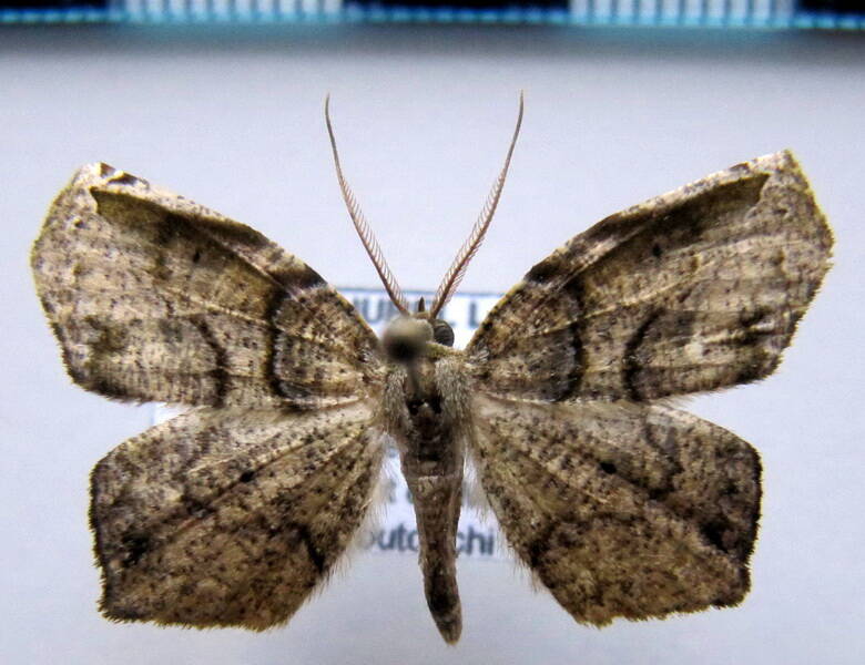 geometridae_gf_sp-58-standard.jpg