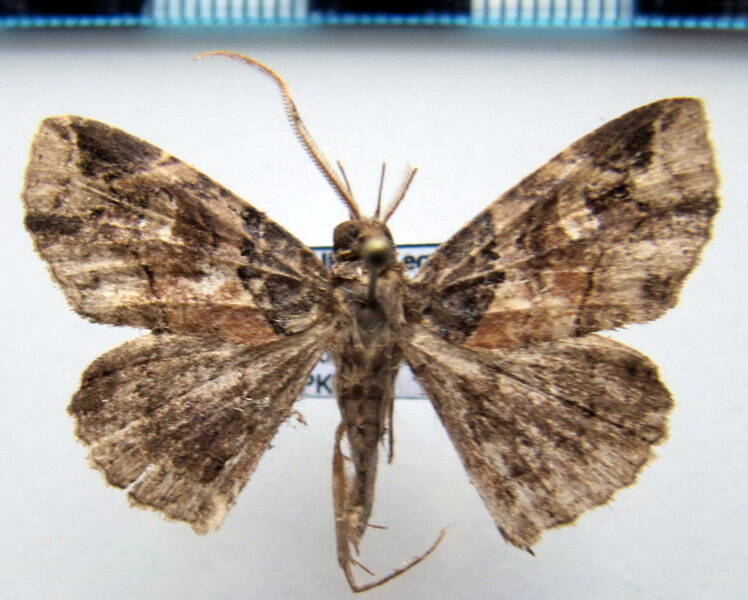 geometridae_gf_sp-59-standard.jpg