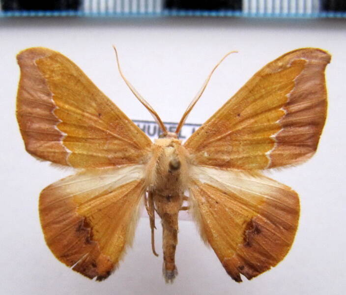 geometridae_gf_sp-66-standard-9k0bno.jpg
