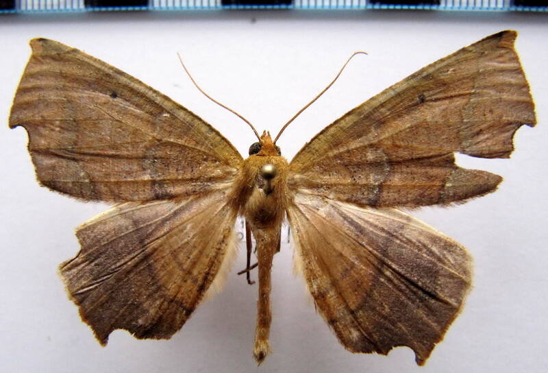 geometridae_gf_sp21-standard.jpg