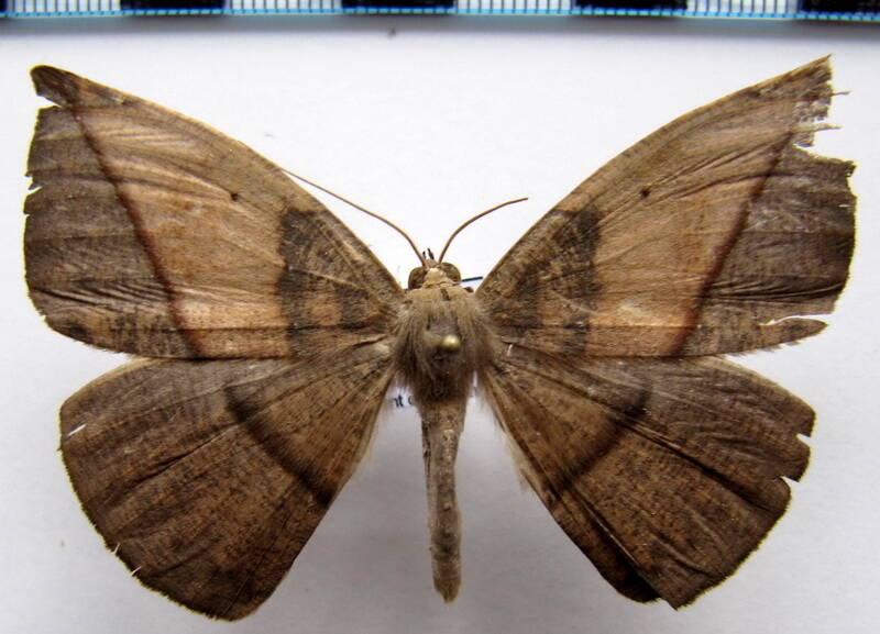 geometridae_gf_sp23-standard.jpg