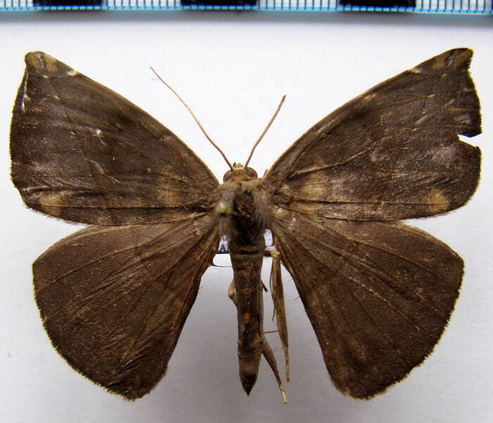 geometridae_gf_sp26-standard.jpg