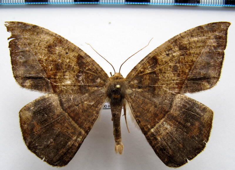 geometridae_gf_sp27-standard.jpg