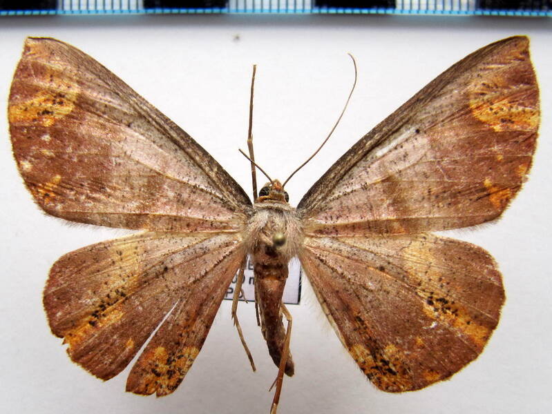 geometridae_gf_sp28-standard.jpg