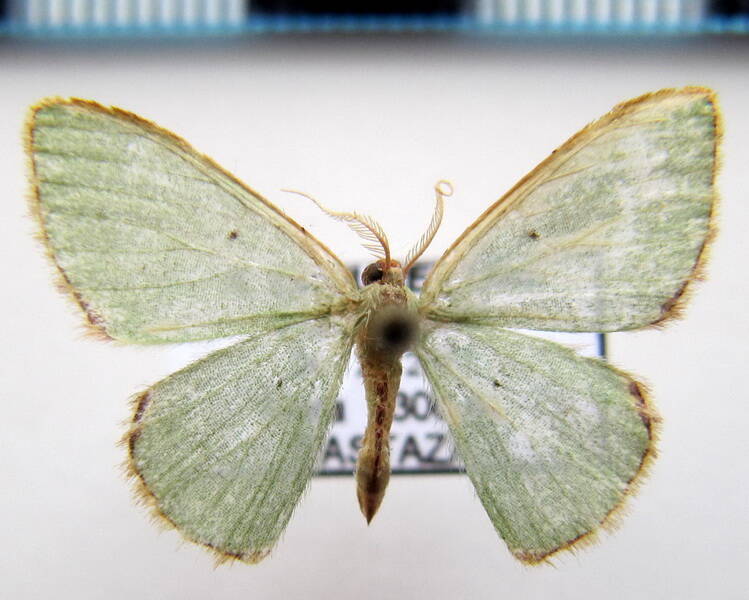 geometridae_sp07_eq-standard.jpg