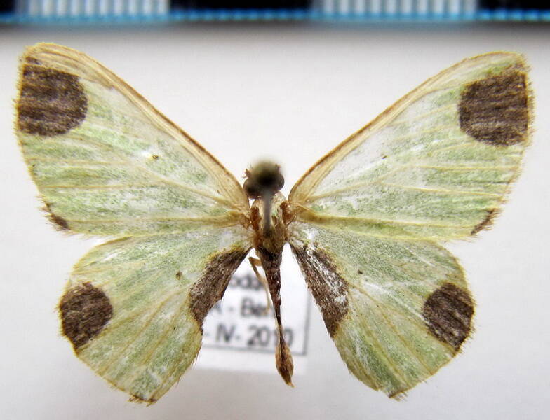 geometridae_sp08_bol-standard.jpg