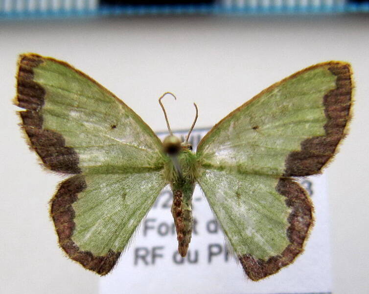 geometridae_sp09_eq-standard.jpg