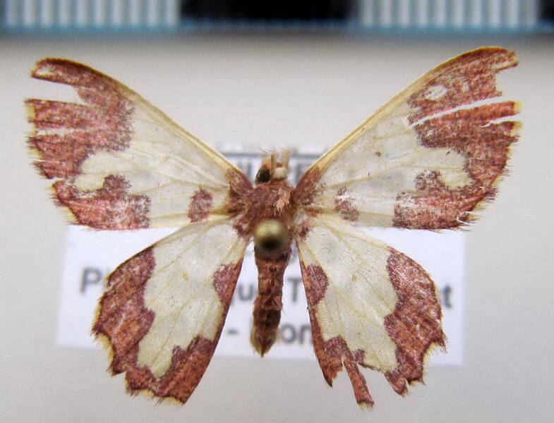 geometridae_sp11_gf-standard.jpg