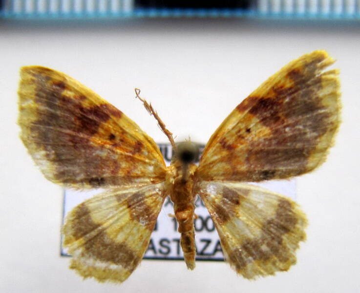 geometridae_sp14_eq-standard.jpg