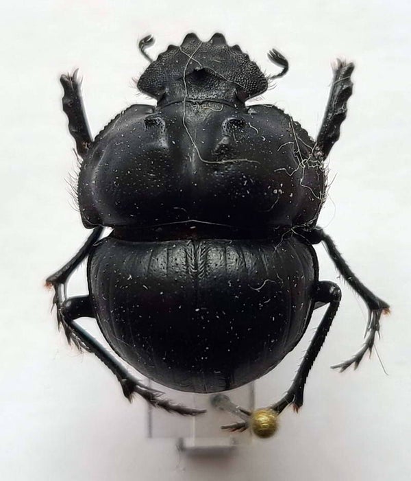 Geotrupes sterquilinus Argentine