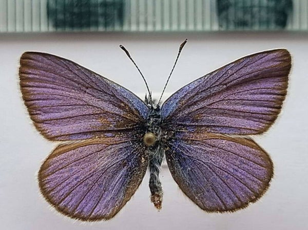 Glaucopsyche alexis mâle France