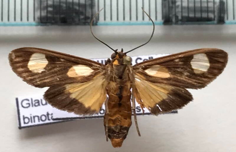 glaucostola_binotata_m_bol-standard.jpg