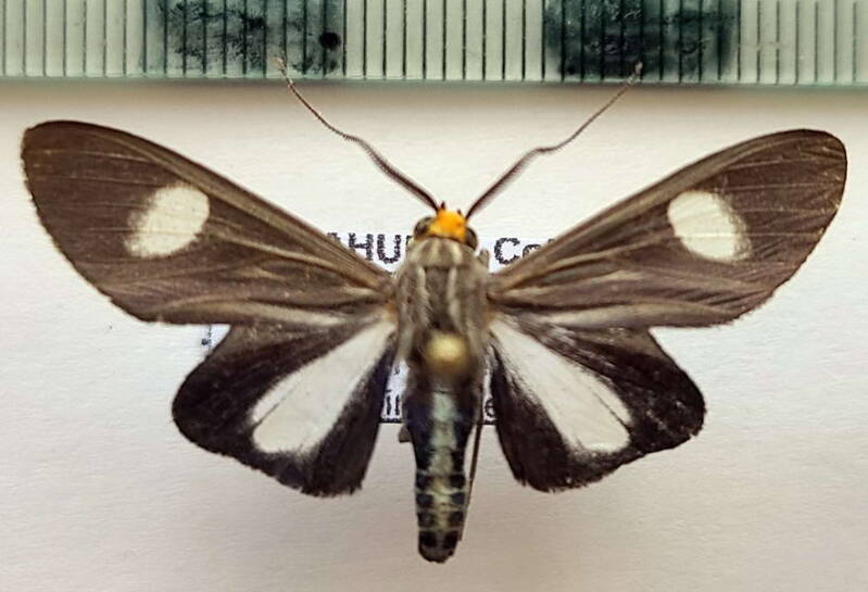 glaucostola_guttipalpis_m_Costa Rica