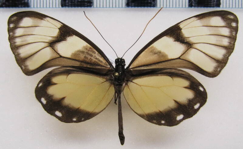 godyris_zavaleta_caesiopicta_m_costarica-standard.jpg