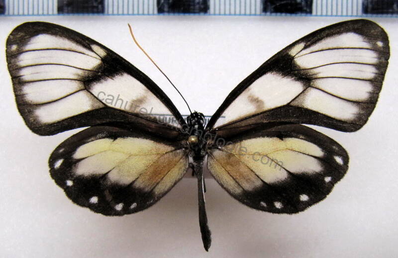 godyris_zavaleta_matronalis_f02_eq-standard.jpg