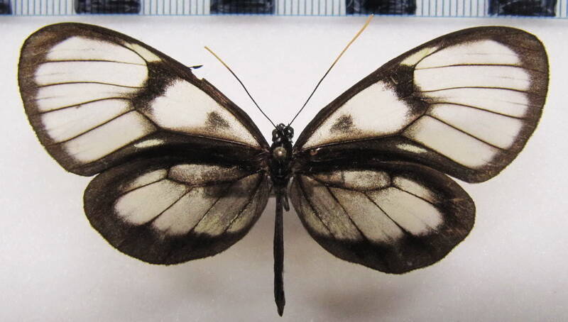 godyris_zavaleta_matronalis_f02_perou-standard.jpg