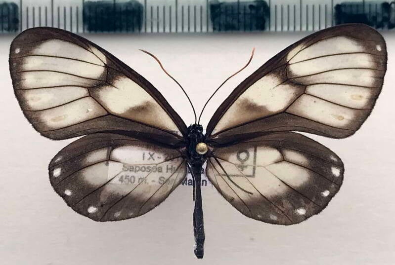 godyris_zavaleta_matronalis_f04_per-standard.jpg