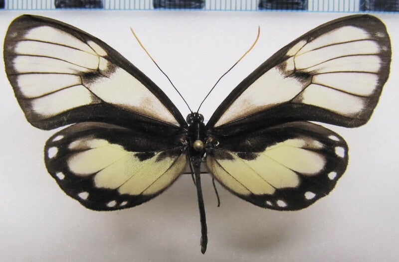 Godyris zavaleta femelle A1-  Equateur