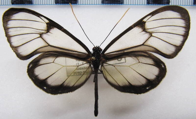 godyris_zavaleta_matronalis_m_eq-standard-bifior.jpg