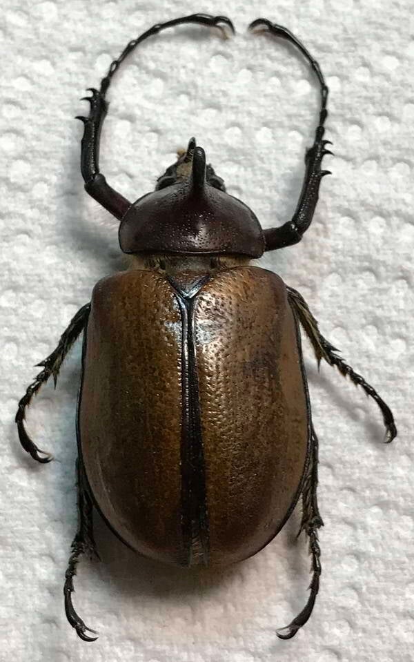 golofa_eacus_male-Equateur