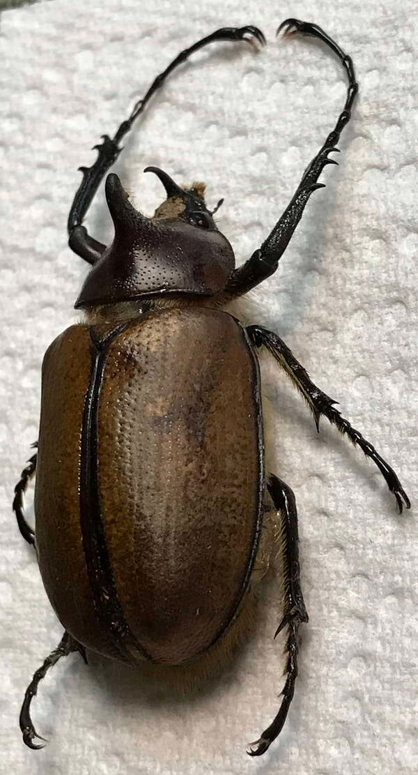 golofa_eacus_male-Equateur