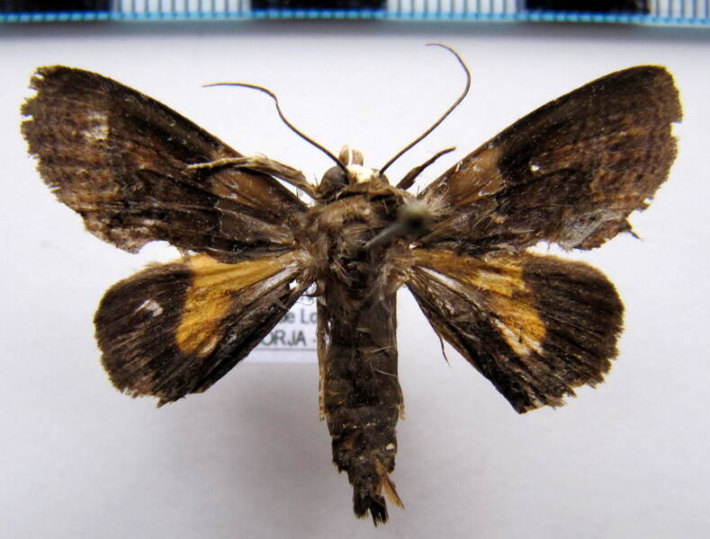 gonodonta_bidens_bol-standard.jpg