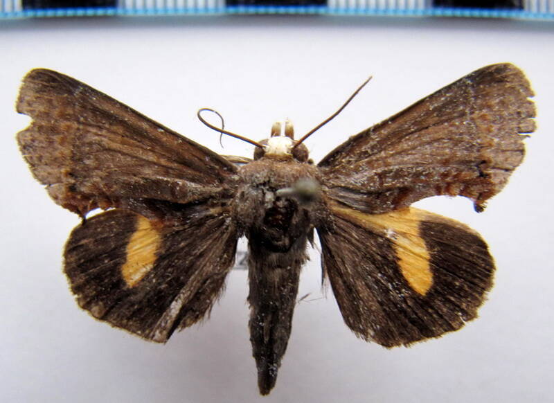 gonodonta_clorida_gf-standard.jpg