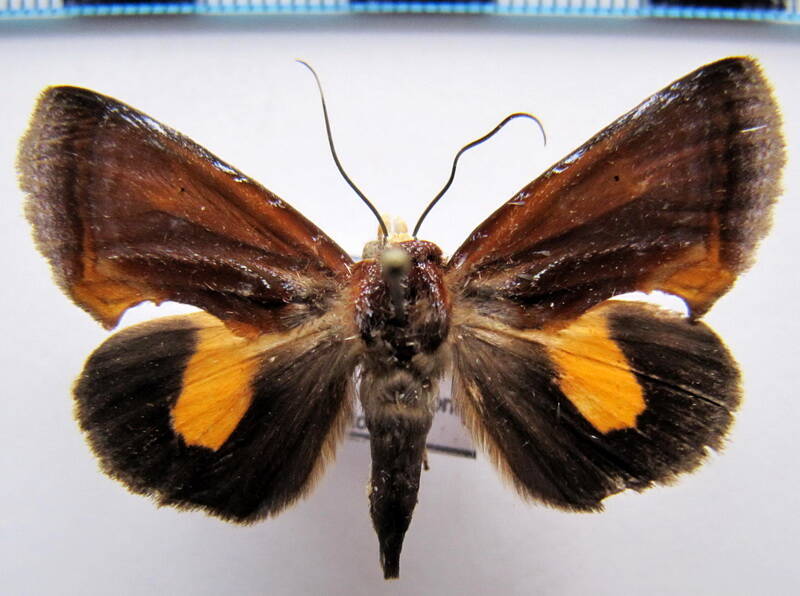 gonodonta_fulvangula_gf-standard-b0a0kd.jpg