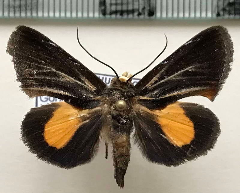 gonodonta_fulvangula_m02_eq-standard.jpg