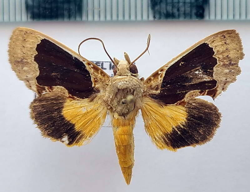 gonodonta_indentata_m_gf-standard.jpg