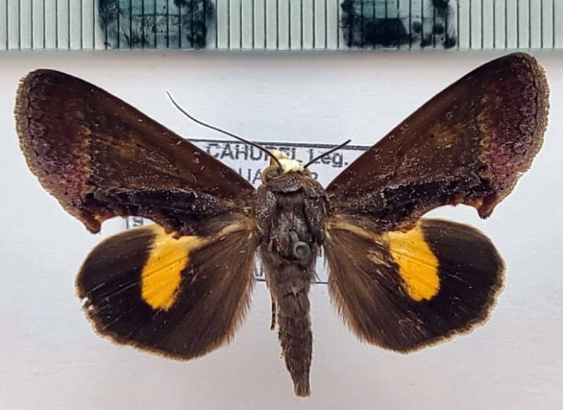 gonodonta_sp1106_m_eq-standard.jpg
