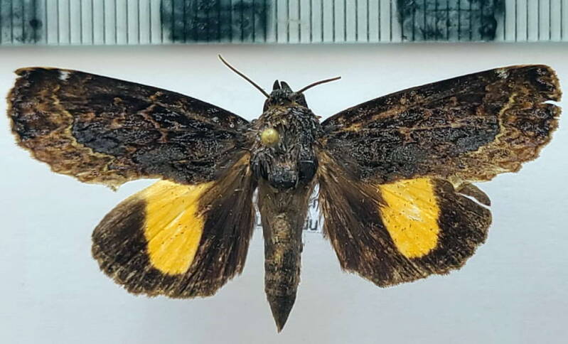 gonodonta_uxor_m_gf-standard.jpg