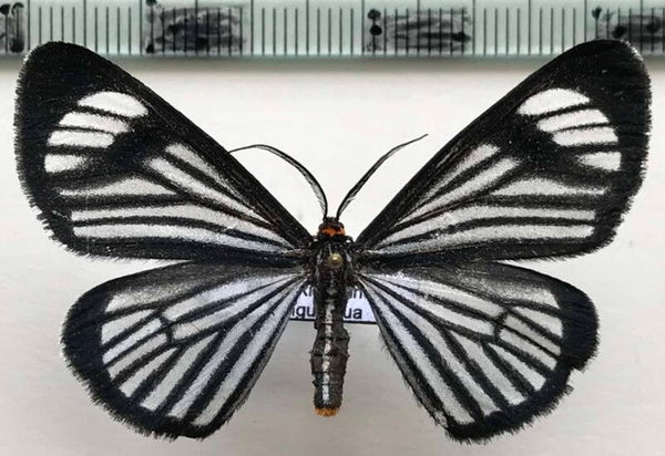 Gonora sp 822 mâle Equateur