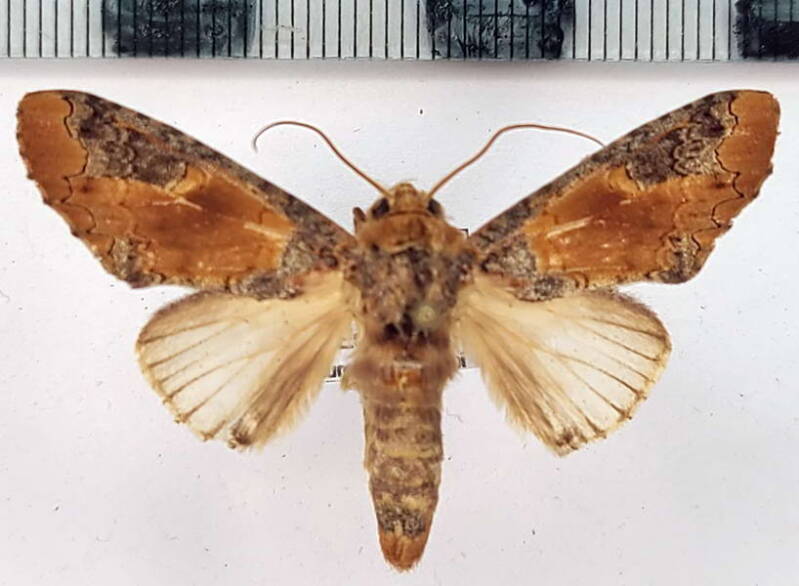 goodgeria_notabilis_m02_gf-standard.jpg