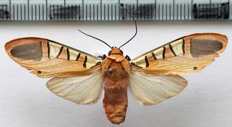 gorgonidia_buckleyi_f_eq-standard.jpg