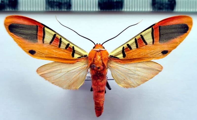 gorgonidia_buckleyi_f_eq_2-standard.jpg