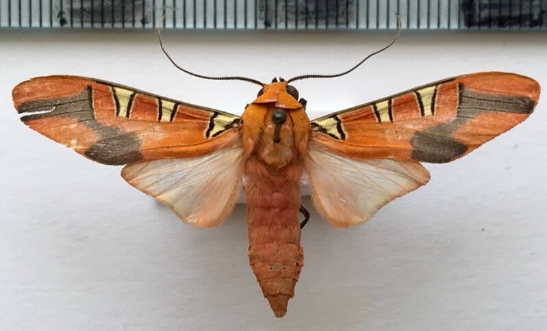 gorgonidia_maronensis_m_gf-standard.jpg