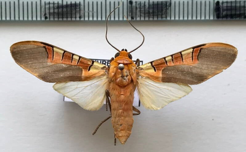 gorgonidia_vulcania_m_bol-standard.jpg