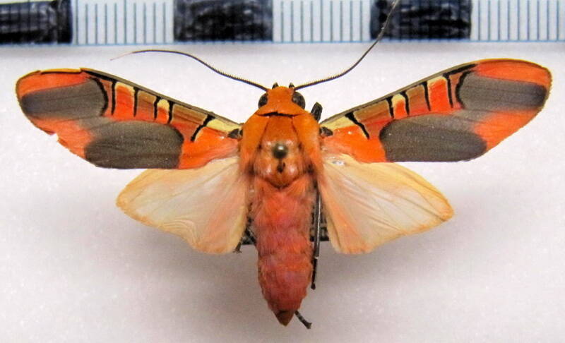 gorgonidia_vulcania_m_gf-standard.jpg