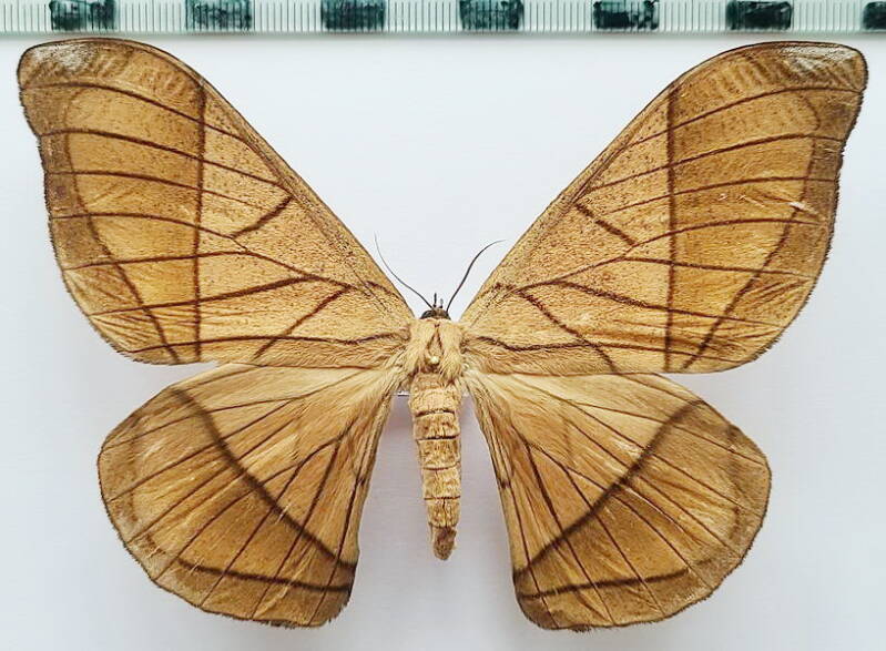 grammopelta_lineata_f_eq-standard.jpg