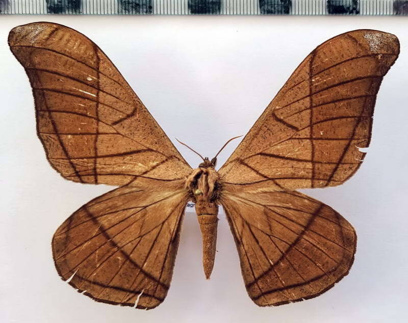 grammopelta_lineata_m02_gf-standard.jpg