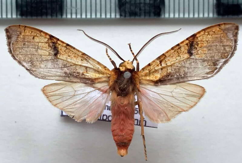 graphea_marmorea_m02_per-standard.jpg
