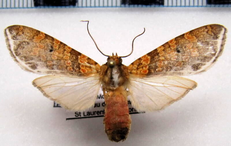 graphea_pseudomarmorea-standard.jpg