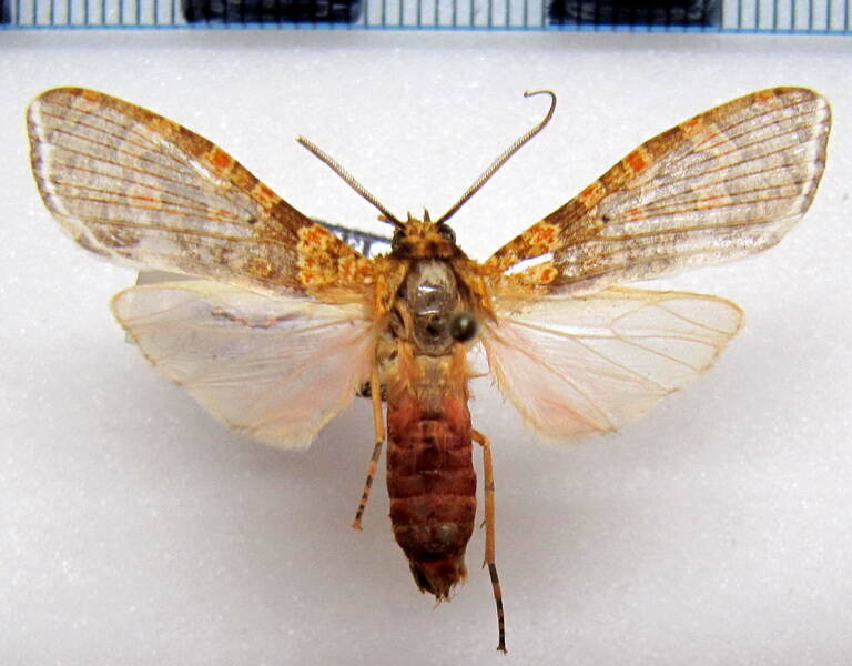 graphea_pseudomarmorea_m_eq-standard.jpg