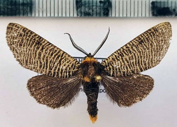 Graphelysia strigillata mâle Equateur