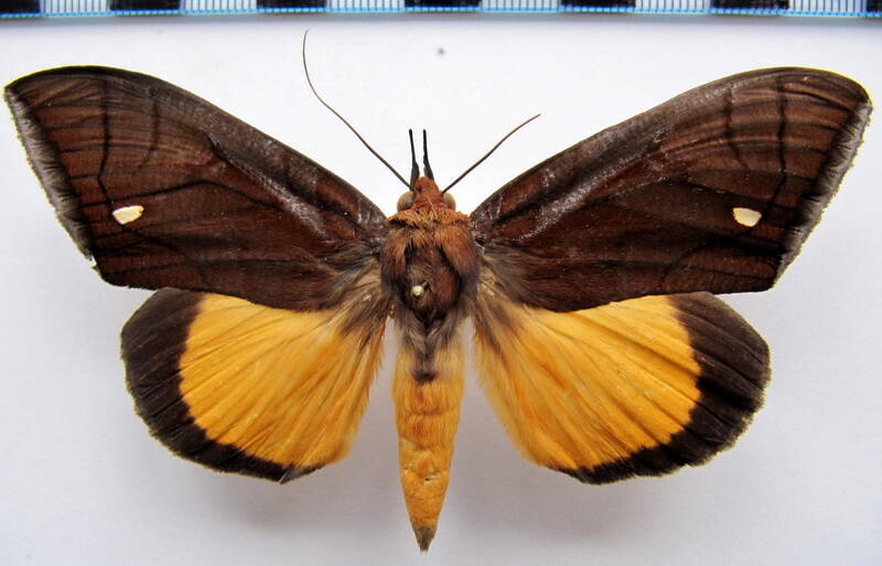 graphigona_regina_f_gf-standard.jpg