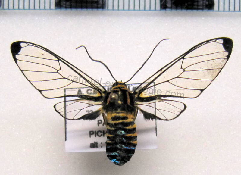 gymnelia_carabayanum_m02_eq-standard-6lbato.jpg