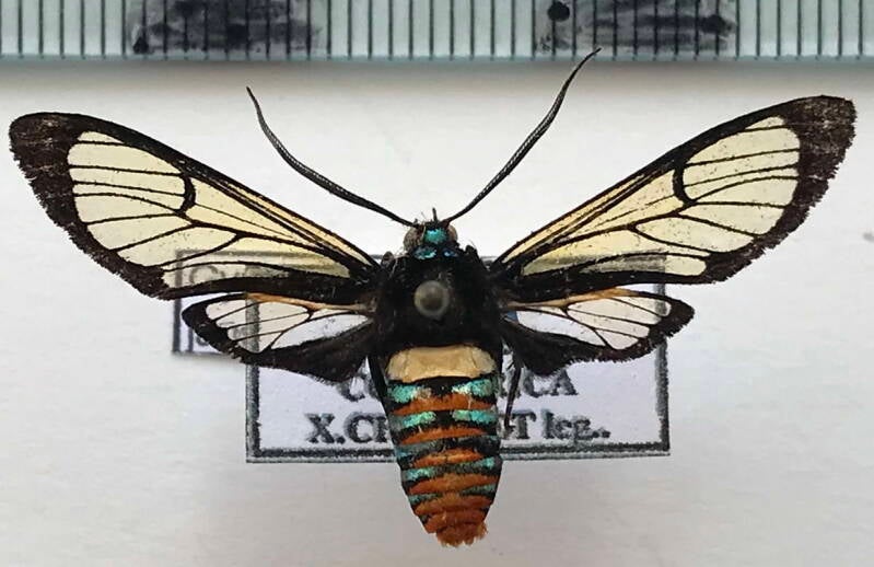 gymnelia_jansonis_m_cr-standard.jpg